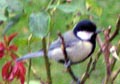 chickadee.jpg