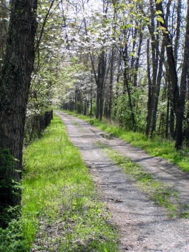 Muddy path and dogwoods