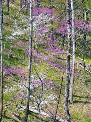 Dogwoods in bloom