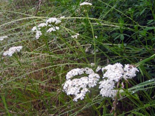 Rained almost every day